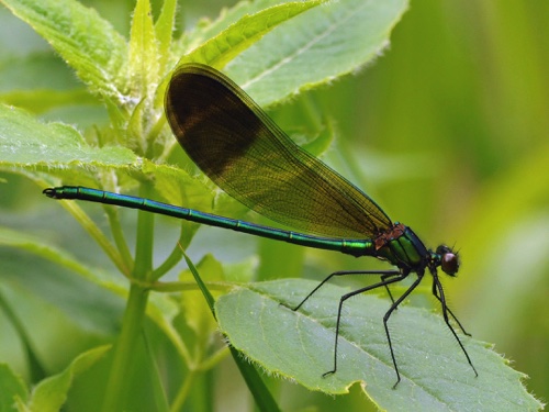 Male
19 June 2014  Rusk, WI